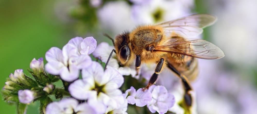 Giornata mondiale delle api 2022