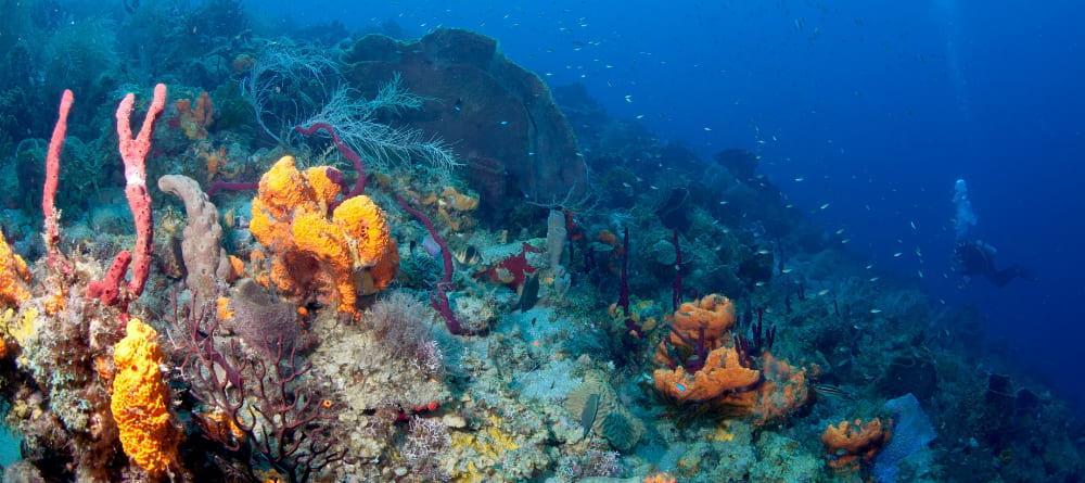 Giornata mondiale degli oceani 2022