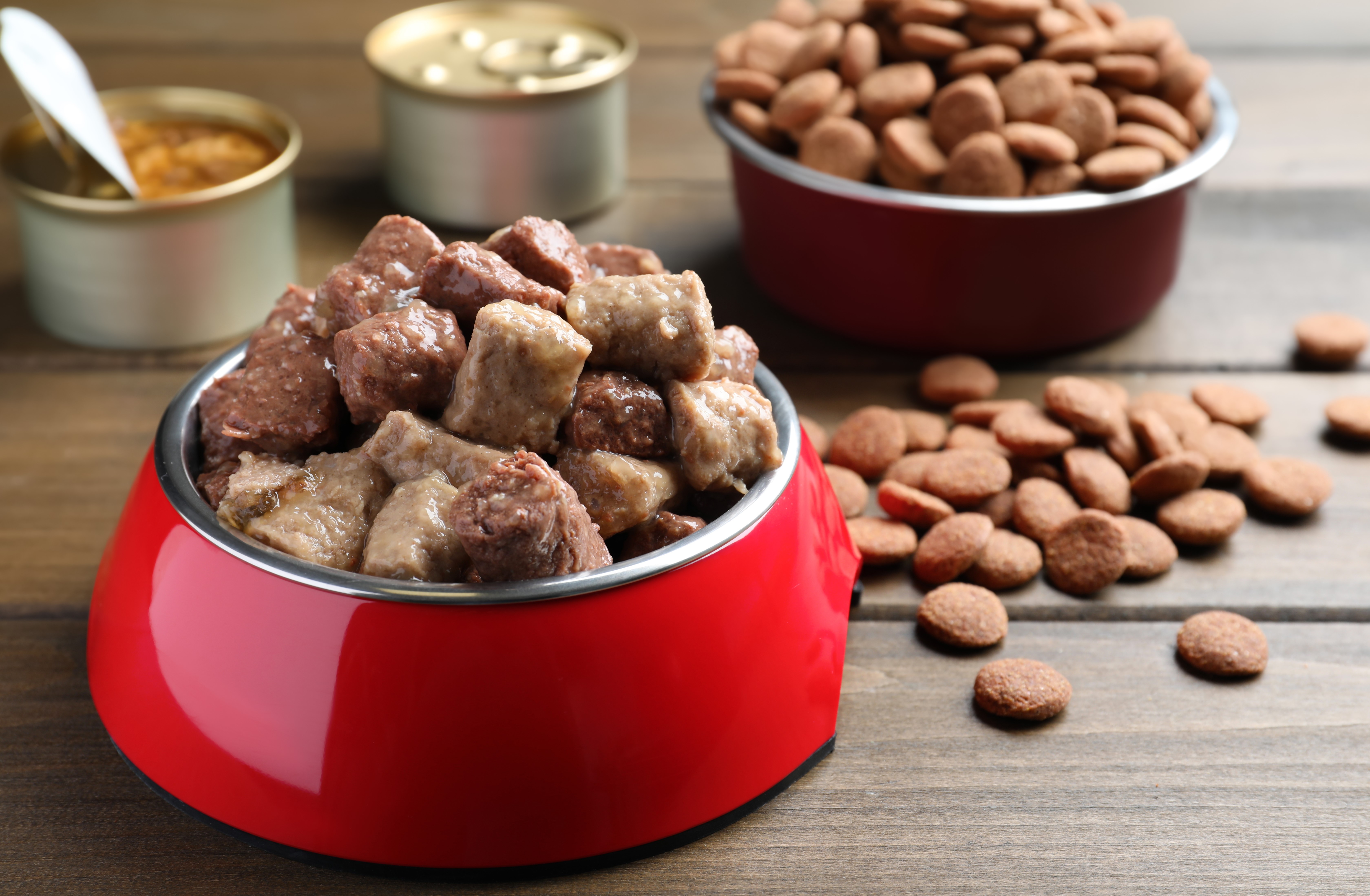 cibo per animali secco o umido