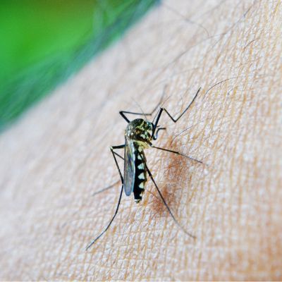 puntura di zanzara rimedi